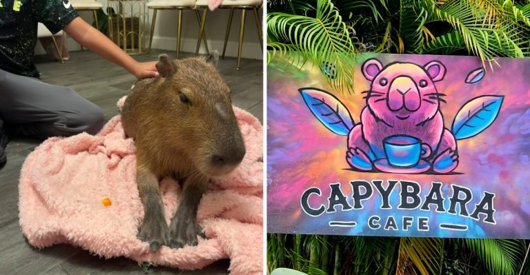 This Adorable Florida Café In St. Petersburg Lets You Sip Coffee With Lemurs And Capybaras