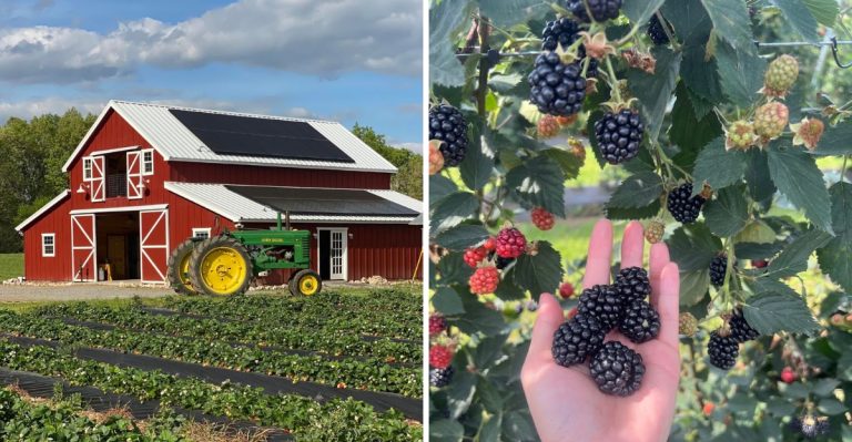These 9 Secret Arkansas Berry Farms Have Plump Summer Fruit And Zero Crowds