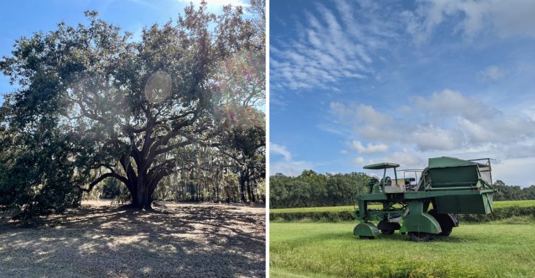 This Massive South Carolina Tea Factory Is A Goldmine For Behind-The-Scenes Tours