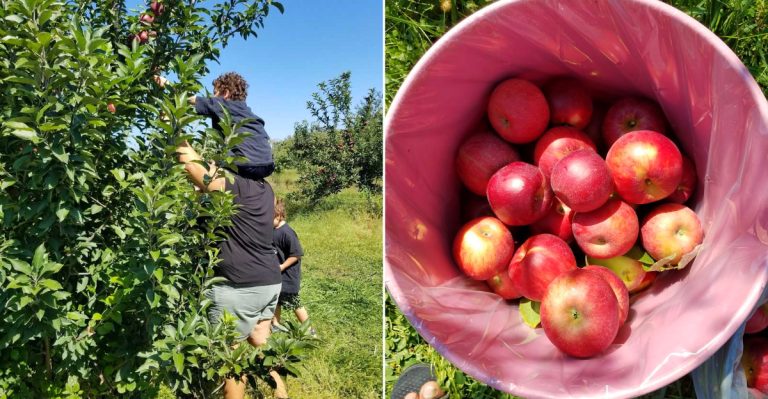 This Old-Fashioned Ohio Apple Orchard Has Some Of The Best Late-Summer Cider In The State