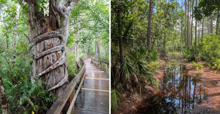 These 17 Tick Hotspots Define The Worst Summer Hiking In Florida