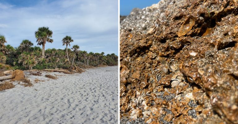 This Florida Fossil Hunting Spot Lets You Discover Ancient Treasures Millions Of Years Old