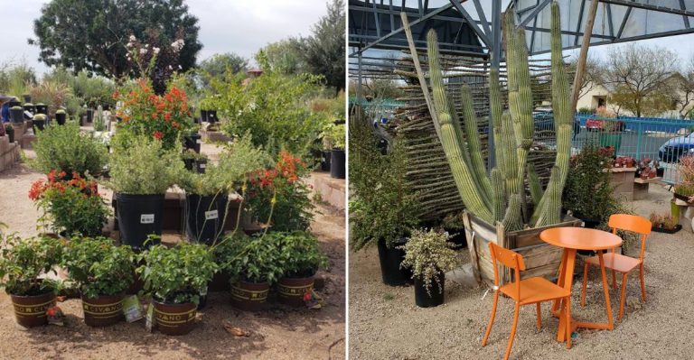 This Arizona Garden Center Is Backed By 70 Acres Of Growing Fields