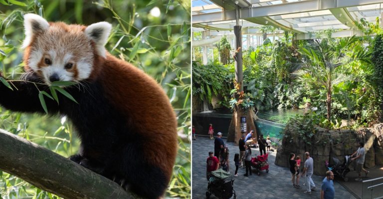 You Can Watch Adorable Red Pandas Up Close During A Special Animal Experience At This Pennsylvania Zoo