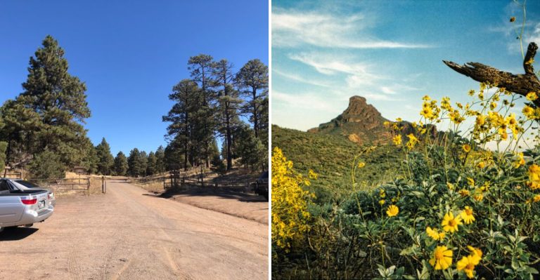 This 5.5-Mile Arizona Trail Bursts With Wildflowers After Monsoon Season