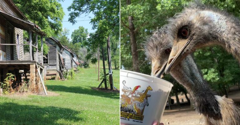 12 Unusual North Carolina Attractions That Feel Like They’re From Another World