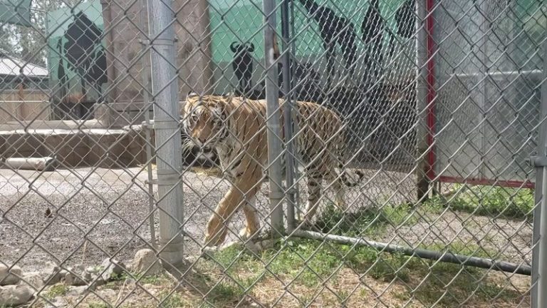 Rescued Tigers And Bears Pace Just Beyond The Viewing Fence At This Washington Wild Animal Refuge