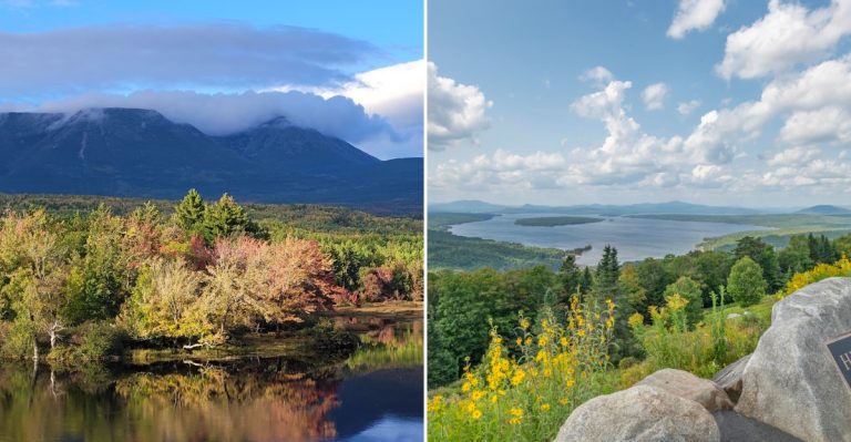 Maine’s Moose Map Reveals Where The State’s Biggest Animals Are Most Common