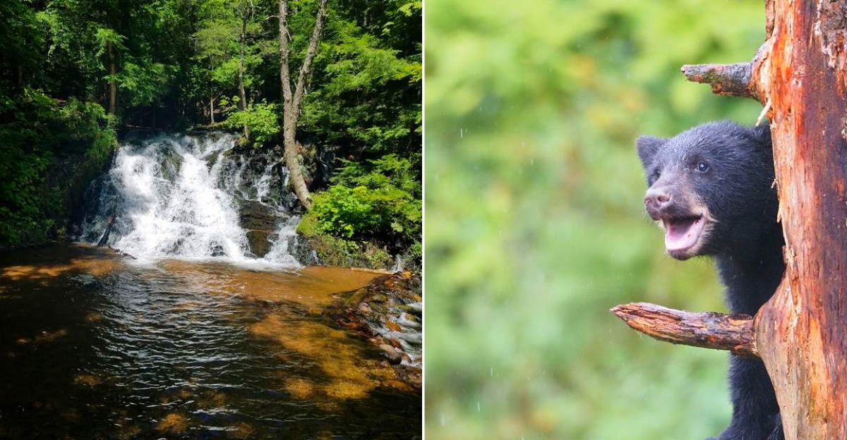 Places With Black Bear Sightings