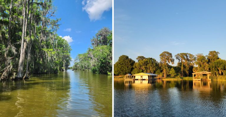 This Hidden Florida Boat Tour Takes You Past Centuries-Old Cypress Trees And Alligators