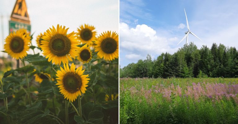 This Northern Maine Town Is A Little-Known Spot For Sunflowers And Early Fall Colors
