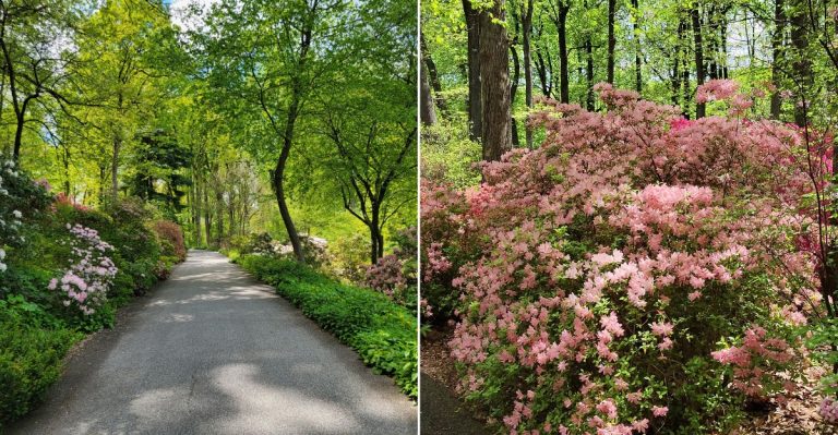 This Pennsylvania Garden Is Home To One Of America’s Largest Rhododendron Collections