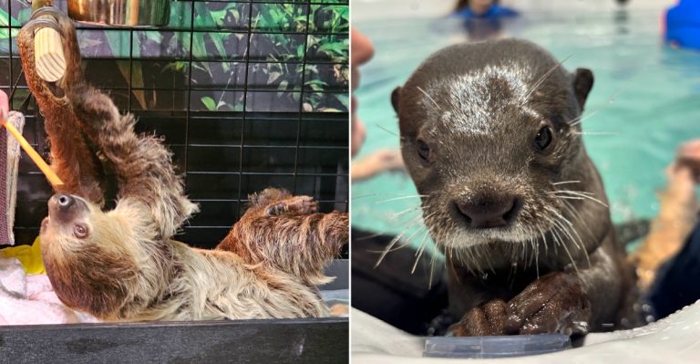 Meet Capybaras And Other Exotic Creatures Up Close At This Ohio Animal Encounter