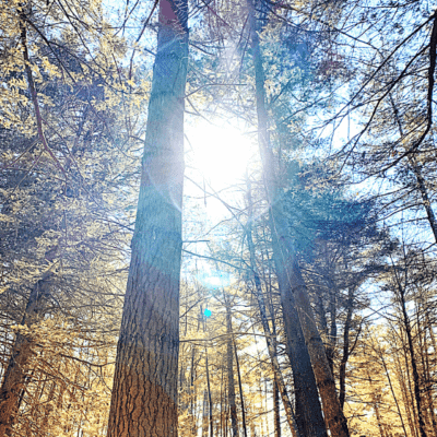 forest bathing spa experience