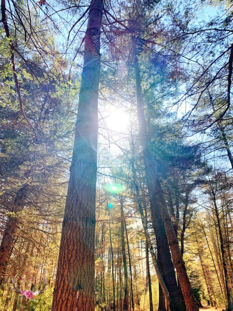 the lodge at woodloch forest bathing