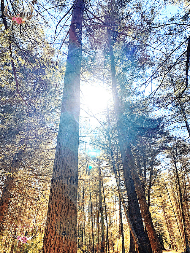 forest bathing spa experience