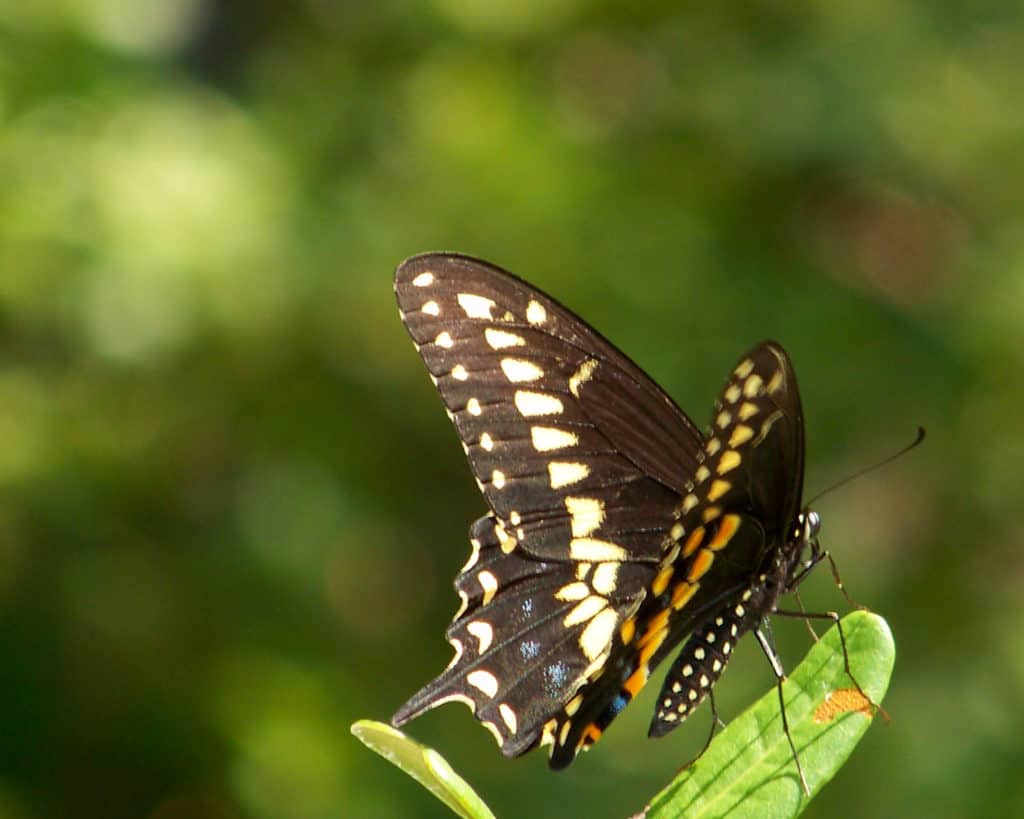 Sailmates 5 Tips for Frame Worthy Vacation Pics Ever After in the Woods