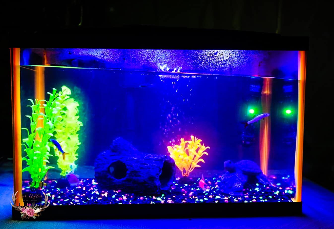 Beginners Guide to Setting Up your first Aquarium