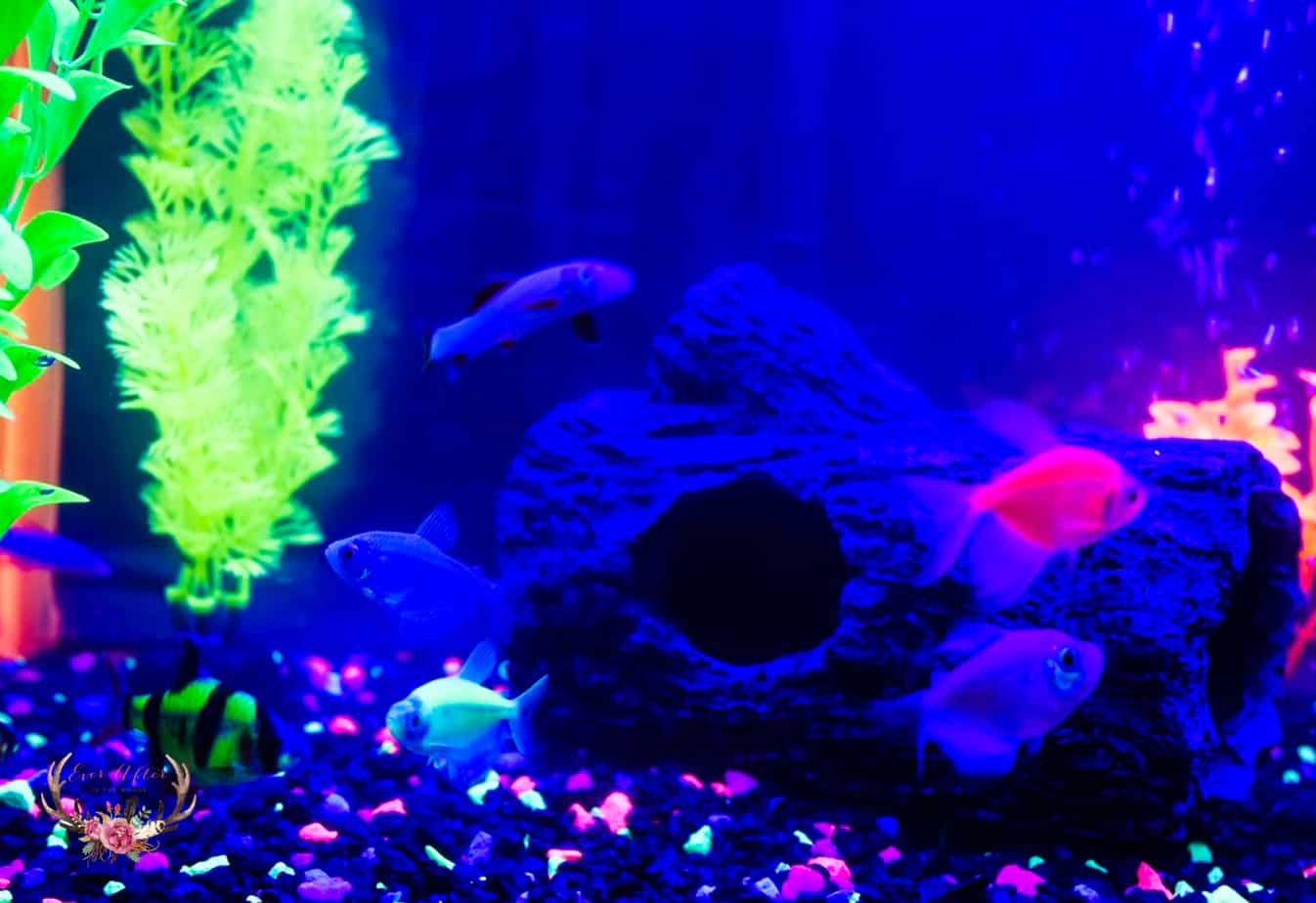 Beginners Guide to Setting Up your first Aquarium