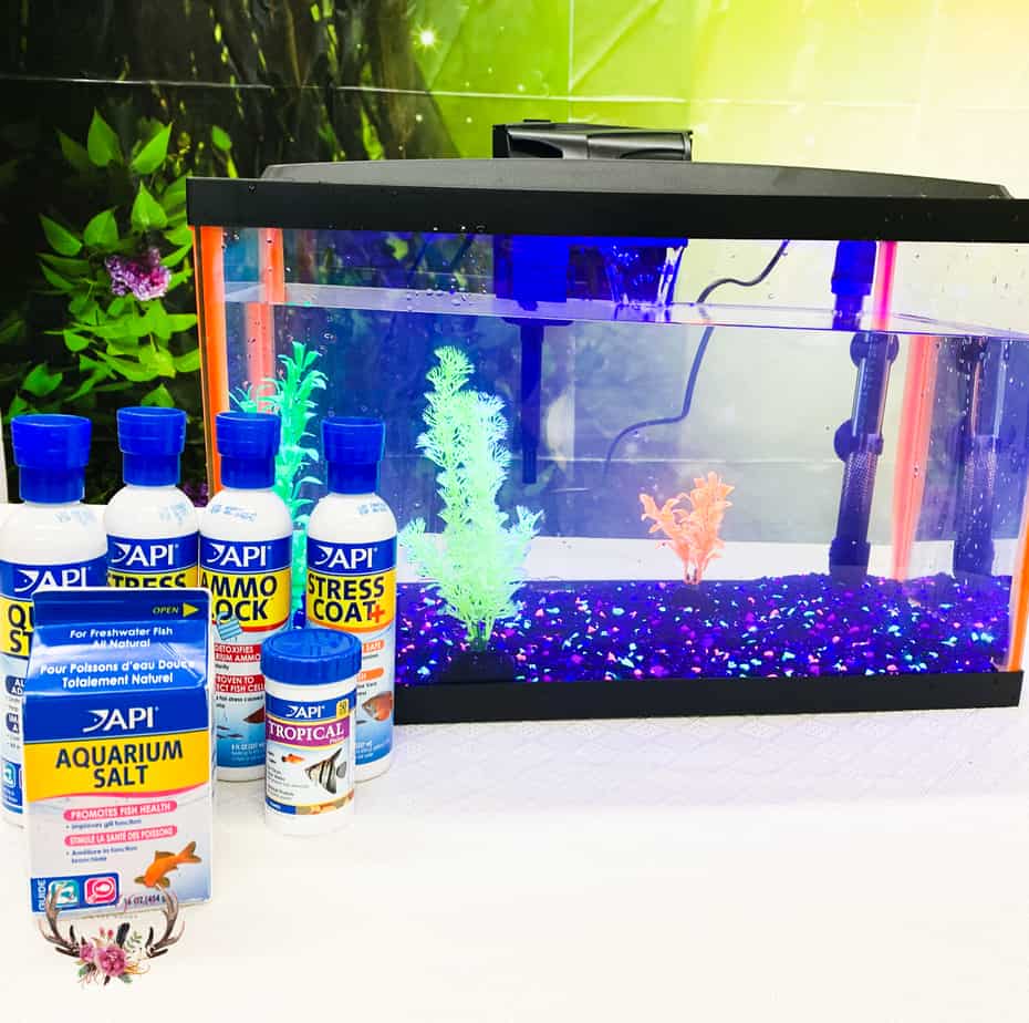 Beginners Guide to Setting Up your first Aquarium - Ever After in the Woods