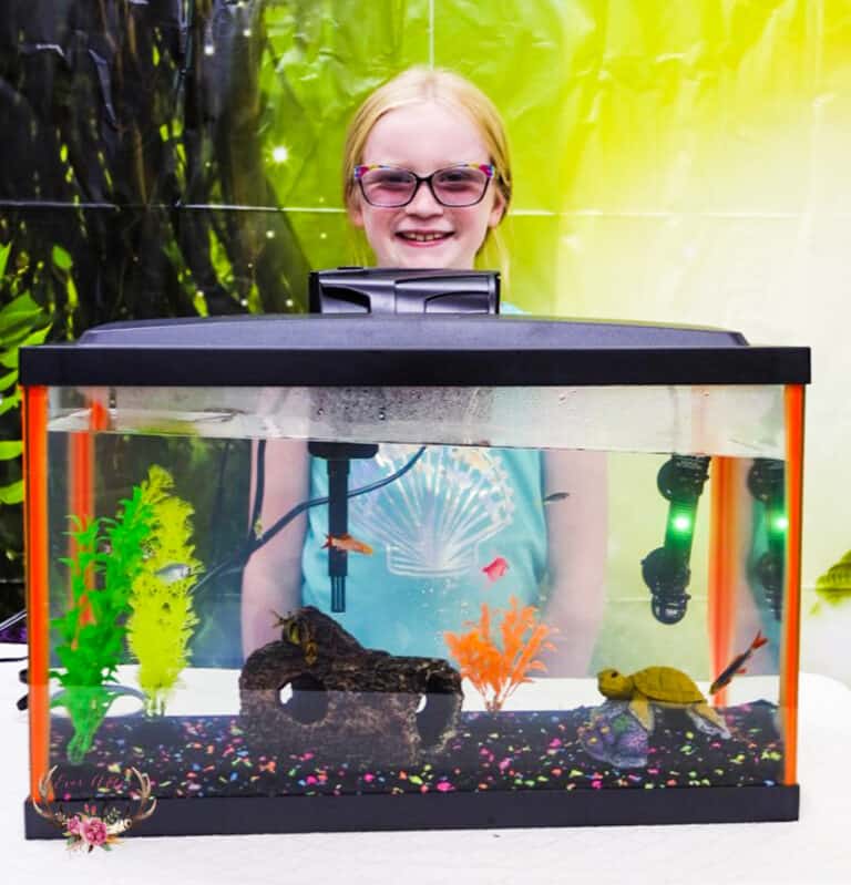 Beginners Guide to Setting Up your first Aquarium - Ever After in the Woods