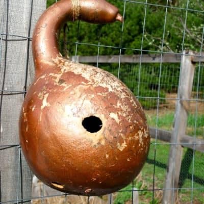 gourds to use for bird house
