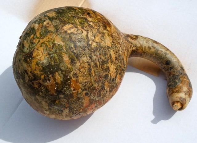 what gourds are used for bird houses