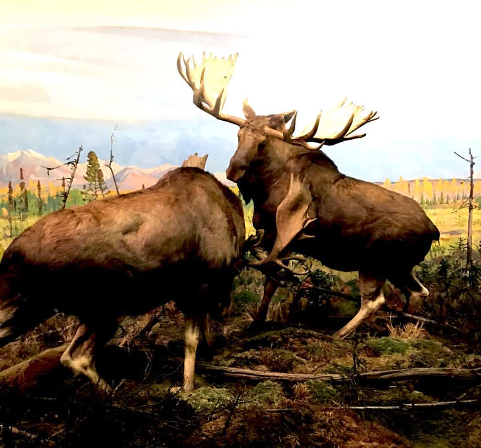 4 reason to visit the museum of natural history
