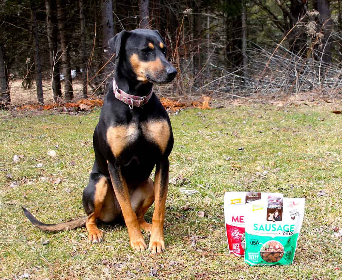 dog in woods with treats