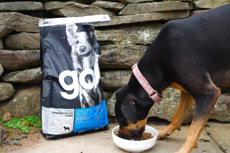 3 Tips to Keep Your Pet Healthy This Fall + Giveaway