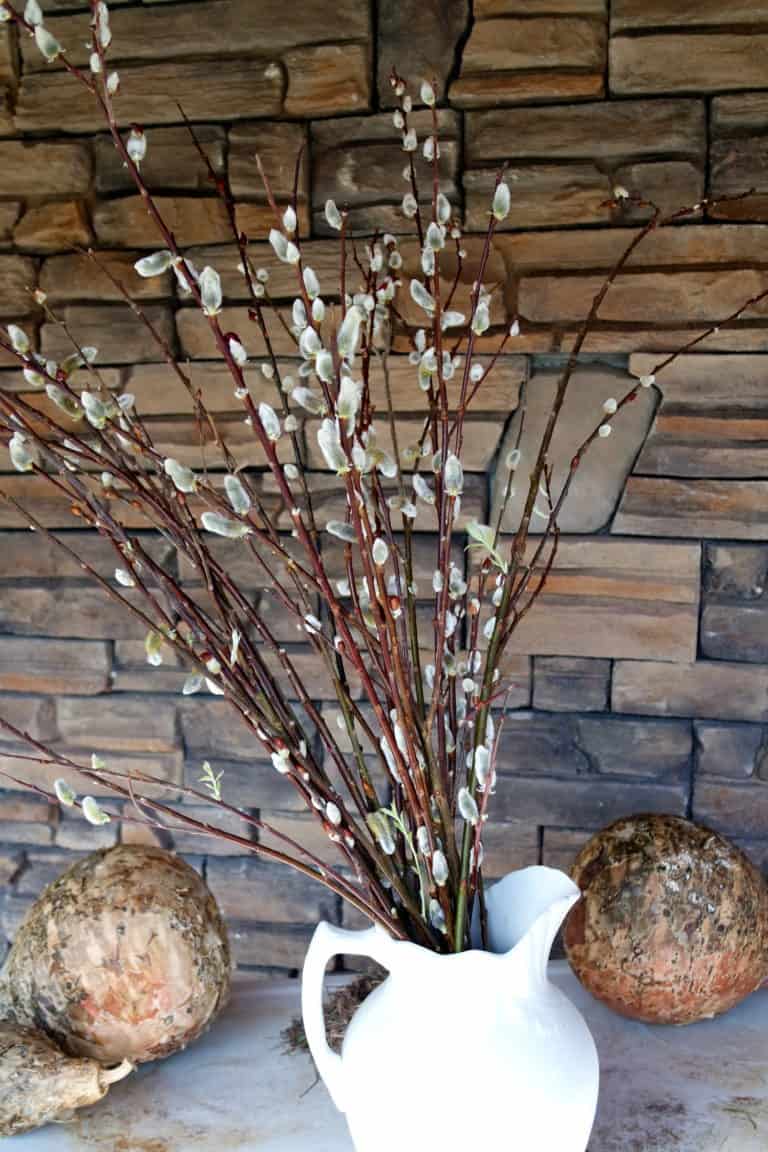 can you grow a pussywillow from a branch