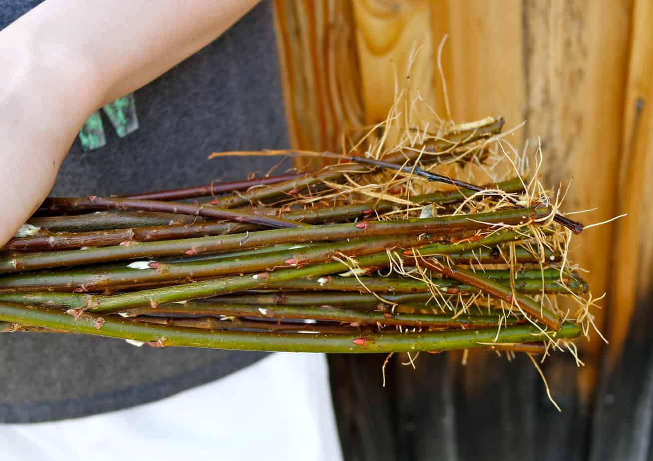 How To Plant Pussy Willows From A Branch Ever After In The Woods